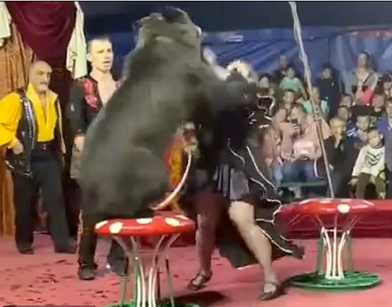 Dehşet anları: Rus sirkinde ayı eğitmenine saldırdı